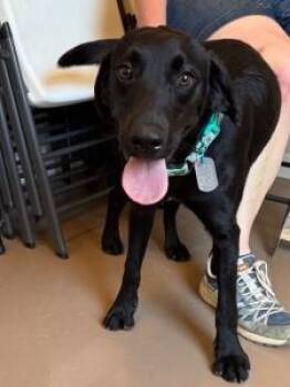 Rescue Labrador Retriever Dogs for Adoption in Austin, Texas - Duck | PetCurious
