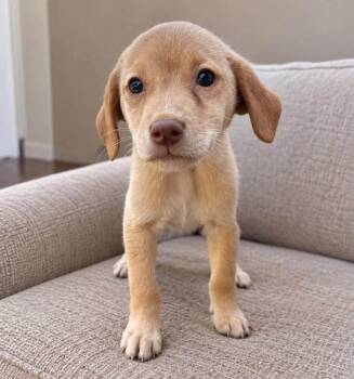 Aspen (p) -  Mixed Breed Dog for Adoption in New York, New York - Aspen (p) | PetCurious