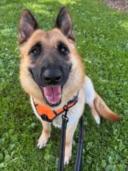 German Shepherd Dog Dogs Available for Adoption in Woodland, California - *CLEMENTINE | PetCurious