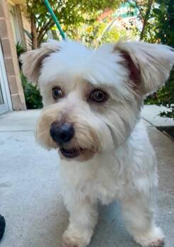 Scone -  Maltese Dog Available for Adoption in San Jose, California - Scone | PetCurious