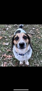 Rescue Beagle Dogs for Adoption in Warren, Ohio - Copper | PetCurious