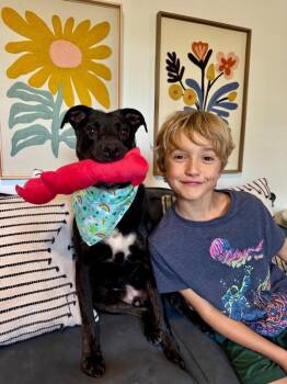 Labrador Retriever and Pit Bull Terrier Dogs Available for Adoption in Friendswood, Texas - Ducky Bubby The Goofy Kid Approved Cutie | PetCurious