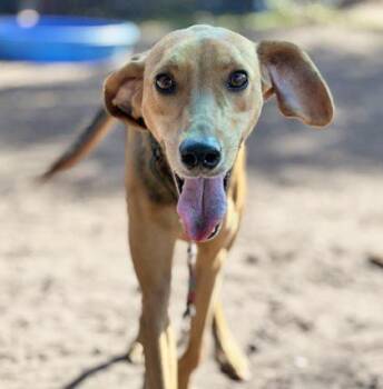 BULU -  Mixed Breed Dog for Adoption in Fernandina Beach, Florida - BULU | PetCurious