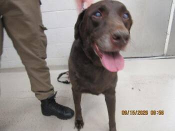 Coco (77) -  Labrador Retriever Dog for Adoption in Marietta, Georgia - Coco (77) | PetCurious