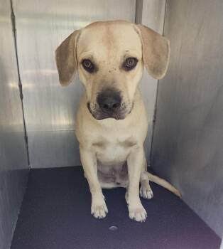 BILLY -  Dachshund Dog for Adoption in San Antonio, Texas - BILLY | PetCurious