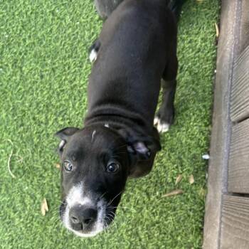 Darrow 4802 -  Great Dane Dog for Adoption in Loxahatchee Groves, Florida - Darrow 4802 | PetCurious
