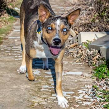 WINONA -  Australian Cattle Dog Blue Heeler and Mixed Breed Dog for Adoption in St. Louis, Missouri - WINONA | PetCurious
