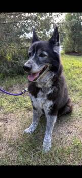 Charlie -  Australian Cattle Dog Blue Heeler and Siberian Husky Dog for Adoption in Omaha, Nebraska - Charlie | PetCurious