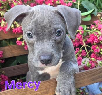 MERCY -  Pit Bull Terrier Dog for Adoption in Fosters, Alabama - MERCY | PetCurious