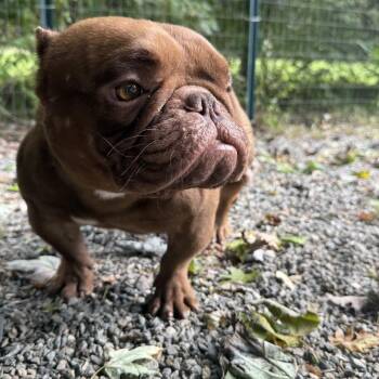 Rescue Bulldog and Mixed Breed Dogs for Adoption in Greensboro, North Carolina - Gump | PetCurious