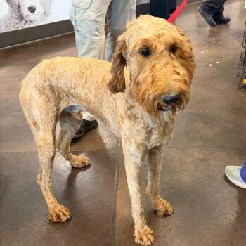 Poodle and Mixed Breed Dogs Available for Adoption in Nashville, Tennessee - Toby Trix | PetCurious