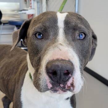 Rescue Mixed Breed Dogs for Adoption in Las Cruces, New Mexico - 99162 | PetCurious