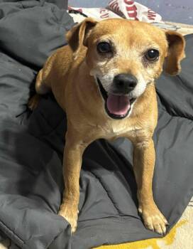 Chihuahua Dogs Available for Adoption - Taz | PetCurious