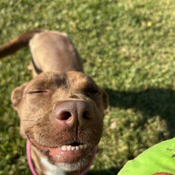 Rescue Carolina Dog Dogs for Adoption in Pearland, Texas - Sunshine | PetCurious