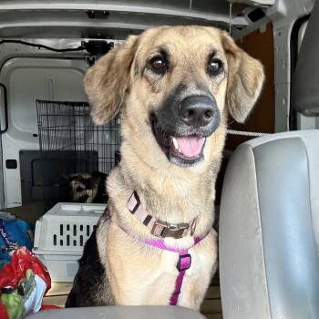 Ophelia -  German Shepherd Dog Dog for Adoption in New Orleans, Louisiana - Ophelia | PetCurious