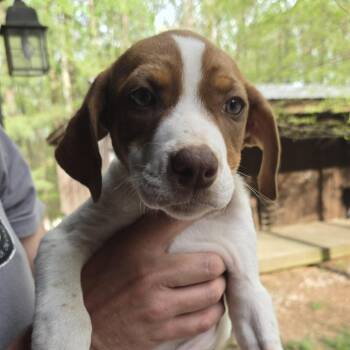 Australian Shepherd and Mixed Breed Dogs Available for Adoption - Dasani | PetCurious