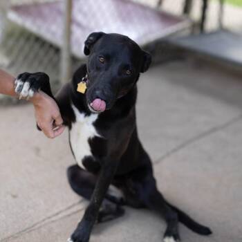 Sienna -  Border Collie and Labrador Retriever Dog for Adoption - Sienna | PetCurious