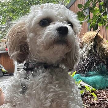 Skye -  Bichon Frise and Poodle Dog for Adoption in Calgary, Alberta - Skye | PetCurious