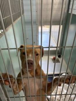 Kooger 878-26 -  Pit Bull Terrier and Mixed Breed Dog for Adoption in Cumming, Georgia - Kooger 878-26 | PetCurious