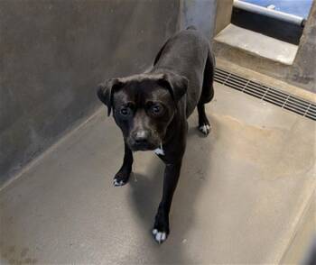 DYCE -  American Staffordshire Terrier and Mixed Breed Dog for Adoption in Tallahassee, Florida - DYCE | PetCurious