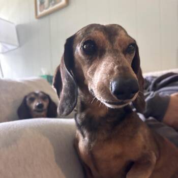 Bud & Rose -  Dachshund Dog for Adoption in Helena, Alabama - Bud & Rose | PetCurious