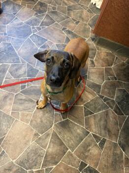 Terrier Dogs Available for Adoption in Sterling Heights, Michigan - Limestone | PetCurious