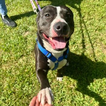 Hershey Kiss -  Mixed Breed Dog for Adoption in Westhampton, New York - Hershey Kiss | PetCurious