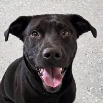 Black Labrador Retriever and Mixed Breed Dogs Available for Adoption in Yankton, South Dakota - Archer | PetCurious