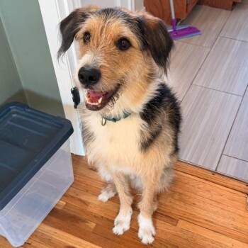Collie and Poodle Dogs Available for Adoption in Buffalo, Minnesota - Humphrey | PetCurious