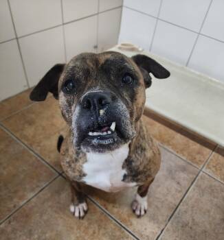 Rescue English Bulldog and Boxer Dogs for Adoption in Fort Pierce, Florida - Rita Bonita | PetCurious