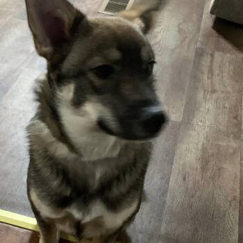 Oakley -  Norwegian Elkhound Dog for Adoption in Fairfax Station, Virginia - Oakley | PetCurious