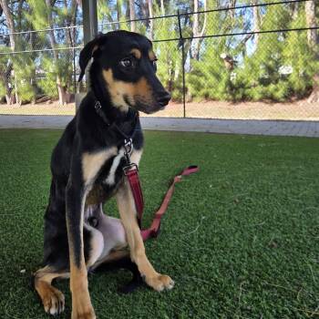 Rescue Mixed Breed Dogs for Adoption in Jupiter, Florida - Patriot | PetCurious