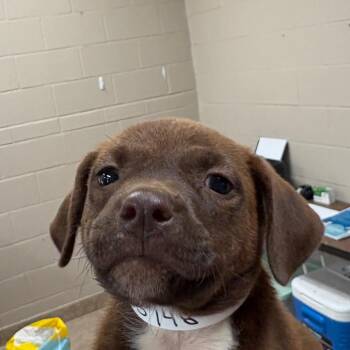Mojo -  Shepherd and Mixed Breed Dog for Adoption in Birmingham, Alabama - Mojo | PetCurious