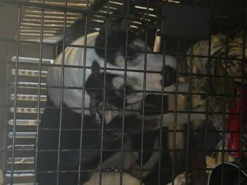 CANDITO -  Mixed Breed Dog for Adoption in Dallas, Texas - CANDITO | PetCurious