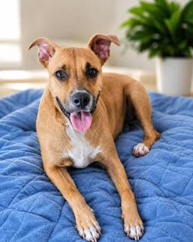 Winnie -  American Staffordshire Terrier and Mixed Breed Dog for Adoption in Houston, Texas - Winnie | PetCurious