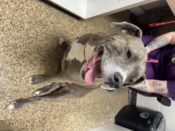 Rescue Pit Bull Terrier and Cane Corso Dogs for Adoption in Saint Charles, Missouri - Olivia | PetCurious