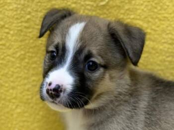 Amber -  Pit Bull Terrier and Mixed Breed Dog for Adoption in Portland, Oregon - Amber | PetCurious