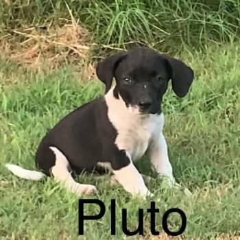 Pluto -  Mixed Breed Dog for Adoption in Park Falls, Wisconsin - Pluto | PetCurious