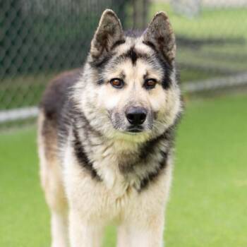 German Shepherd Dog and Siberian Husky Dogs Available for Adoption - FLUFFY | PetCurious