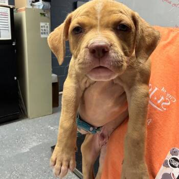 Bryce -  Mixed Breed Dog for Adoption in Saint Joseph, Missouri - Bryce | PetCurious
