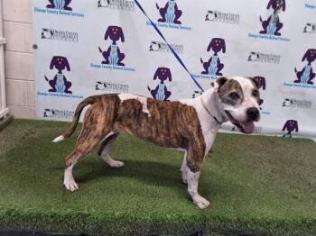 ROXY -  Pit Bull Terrier and Mixed Breed Dog for Adoption in Orlando, Florida - ROXY | PetCurious