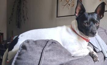 Rescue Rat Terrier Dogs for Adoption in Dallas, Texas - Niko | PetCurious