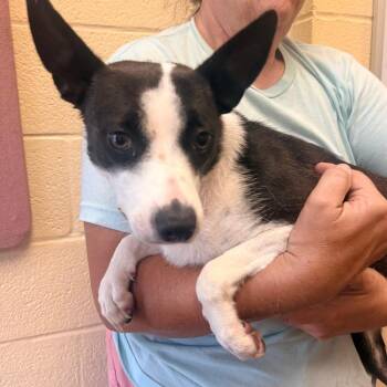 Mixed Breed Dogs Available for Adoption in Corinth, Mississippi - Angel | PetCurious