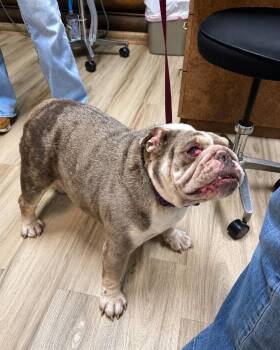 Sky -  English Bulldog Dog for Adoption in Valley Park, Oklahoma - Sky | PetCurious
