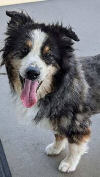 Monte -  Australian Shepherd Dog for Adoption in Benson, Arizona - Monte | PetCurious