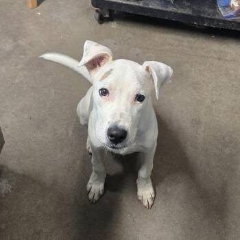 Indiana Bones -  Pit Bull Terrier and Mixed Breed Dog for Adoption in Graham, Texas - Indiana Bones | PetCurious