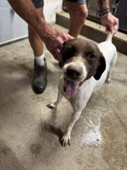 Sue - Foster Needed! -  German Shorthaired Pointer Dog for Adoption in Omaha, Nebraska - Sue - Foster Needed! | PetCurious
