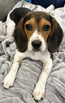 Beagle Dogs Available for Adoption in Godfrey, Illinois - Willow | PetCurious