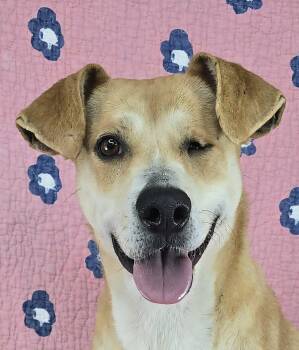 Labrador Retriever and Terrier Dogs Available for Adoption - Mia | PetCurious