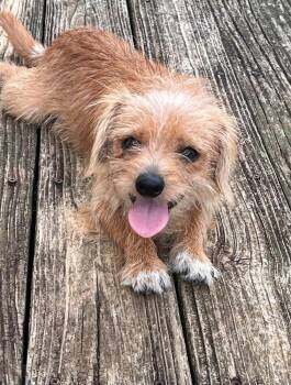 Moe -  Terrier and Chihuahua Dog for Adoption in Milton, Georgia - Moe | PetCurious